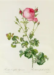 Rosa Centifolia Bipinnata